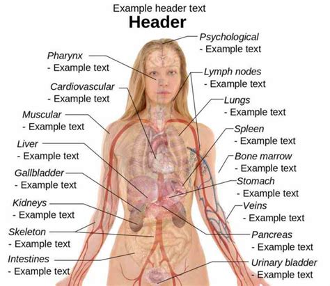 Before reading the body parts list, take a look at different human body systems so that it will be easier to understand how the body functions as a regional parts. External Parts Of The Human Body | MedicineBTG.com