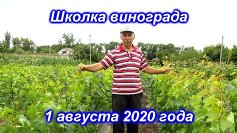 Школка винограда на 1 августа 2020 - YouTube