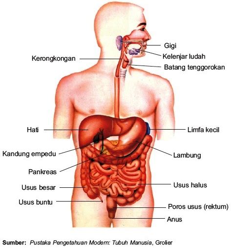 Organ Tubuh Manusia - pencari materi