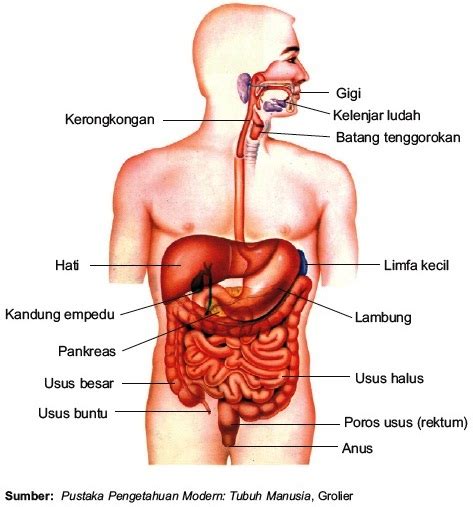 Check spelling or type a new query. Organ Tubuh Manusia - pencari materi