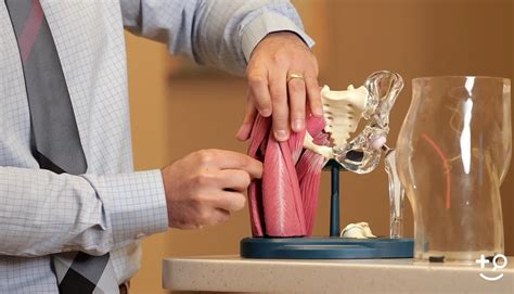 Arthroplasty - Anterior vs. Posterior Hip Replacement - Doctorpedia