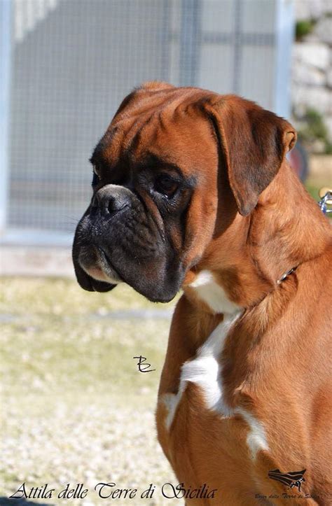 Colors are fawn, brindled, or white, with or without white markings. Boxer fulvo |Attila delle terre di Sicilia - BOXER delle ...