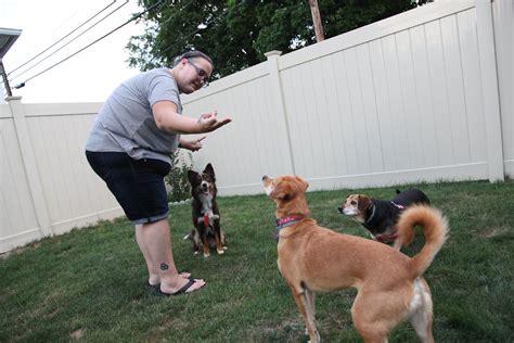 The puppies in this litter are from akc registered. From singer to whisperer, Scranton musician Katie Evans starts dog training business | NEPA Scene
