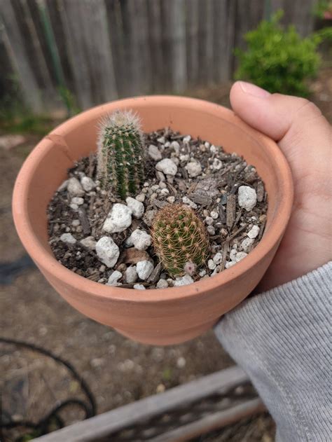 Taking cuttings from your cactus to create new ones is one of the best ways to save money and increase the size of your collection. I wasn't sure this cutting even had roots! And now I see a ...