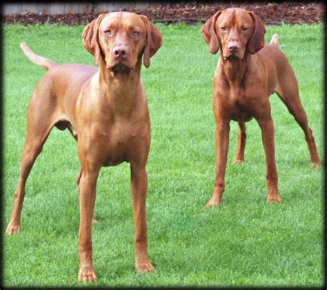 Vizslas are affectionate, gentle and quiet dogs that won't leave your side. I just want a Vizsla puppy BUT…