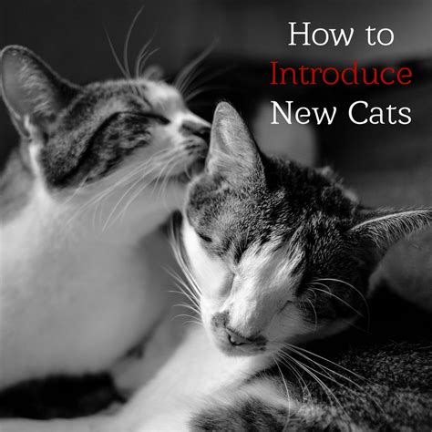 Feb 23, 2016 · how to introduce cats don't rush the introduction between two cats. 5 Tips for Introducing Cats to Each Other - Animal ...