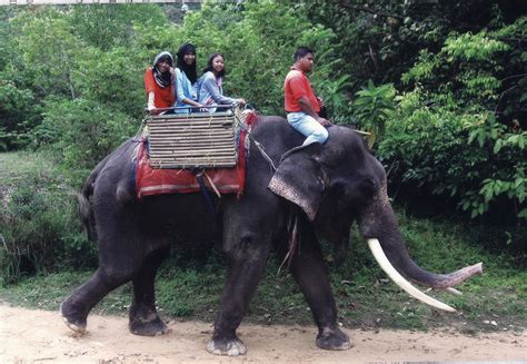 Demi masa sesungguhnya manusia dalam kerugian. TAFADHDAL: NAIK GAJAH DI LANGKAWI