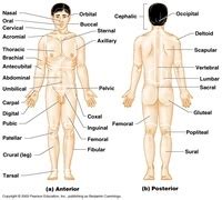 On the last video we have a chance to look at some directional terms. Anatomy Body Regions | Human Anatomy Quiz - Quizizz