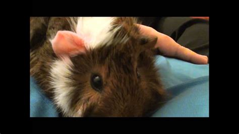 A contented purr tends to be long and the other much shorter. Copper the guinea pig purring - YouTube