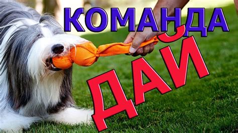 Команда дай | как научить собаку команде дай | дрессировка собак - YouTube