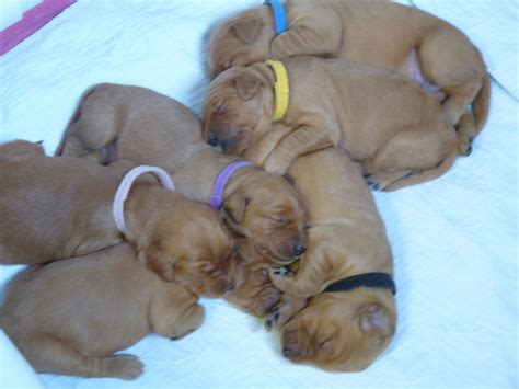 Red golden retriever puppies in the south east. 2015 Abby Pups - Snowy Ridge Golden Retriever Michigan ...