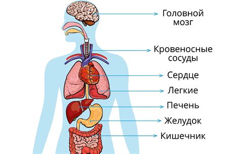 Строение человека (внутренние органы): фото с надписями