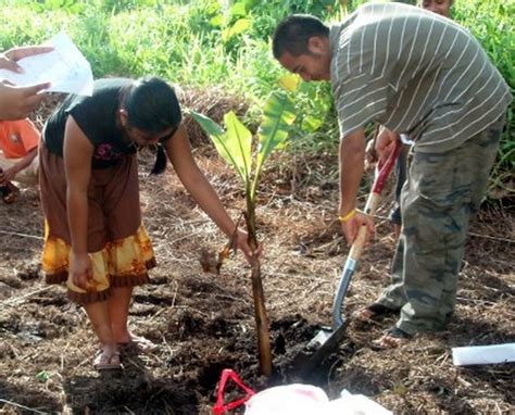 Silakan sobat baca pengaruh jarak tanam pada artikel di bawah ini. Cara Menanam dan Merawat Tanaman Pisang