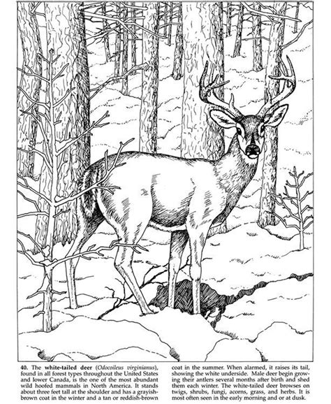 Here is a collection of deer coloring pages of different species of deer. Deer in snow | Deer coloring pages, Coloring pages, Animal ...