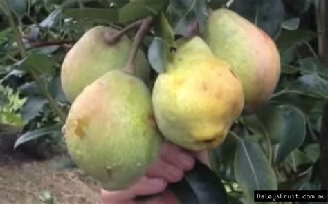 First fruits are expected in the second or third year after growing nashi pears tree. Nashi Pear China Tree - Pyrus communis