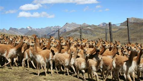 La vicuña es el más pequeño de los camélidos sudamericanos, entre los que se cuentan la llama, el guanaco y la alpaca. Chaccu de vicuñas permite a Marcapomacocha ganar 112 mil ...