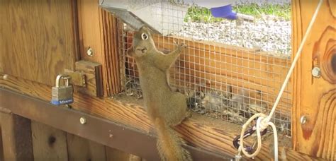 A chimney cap has an advantage over the screen because it also keeps out water and small debris. How to Get Squirrels Out of Your Chimney