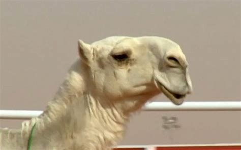 Saudi arabia loves camels so much so they hold an annual convention with multiple competitions. Botox scandal wrinkles camel beauty contest | The Times of ...