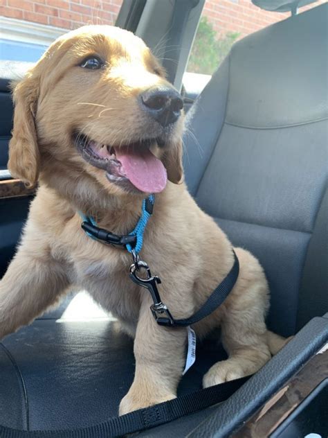 Check spelling or type a new query. Golden Retriever Puppy for Sale in NJ