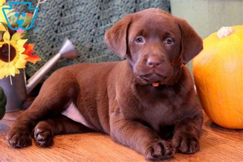 We have 2 male and 2 female black labrador retrievers. Paris | Labrador Retriever - Chocolate Puppy For Sale ...