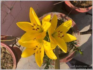 We invite you to take a look at our website and discover who we are and the products we offer. What to do with Lilium (Asiatic Lily) Bulbs after ...