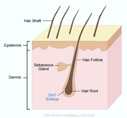 One idea stems from the release of semen from the body and that semen causing a decreased level of protein in the body, which hair needs to grow. Masturbation and hair loss in men