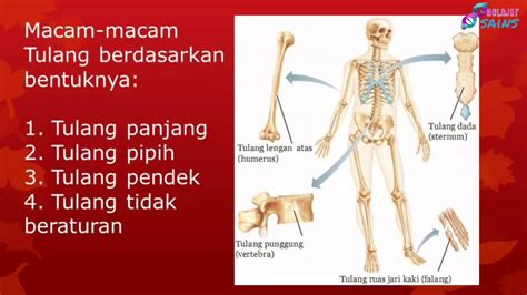 Rangka badan terdiri tulang leher, 33 ruas tulang belakang, 12 pasang tulang rusuk, tulang dada. SISTEM GERAK MANUSIA || IPA KELAS 8 - YouTube