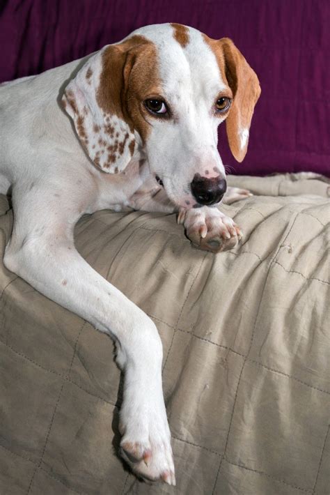 Das schont die farben und muster und bewahrt die oberfläche zudem davor, sich vorzeitig abzunutzen. Bezüge für Hundebetten waschen | Hunde bett, Hundebett, Hunde