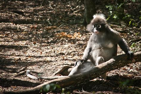 How many chromosomes are in a human? The Garden Route: The Monkey Who Ate Our Lunch - Camels ...