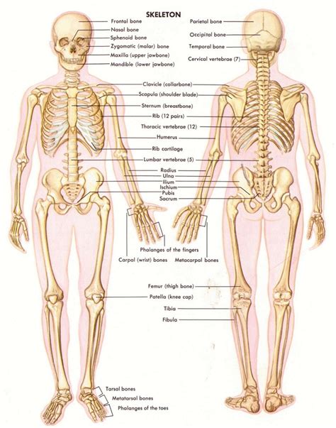 A joint is an attachment between bones in the body which link the skeletal system. Bones and Models/Open Access - Human Anatomy and ...