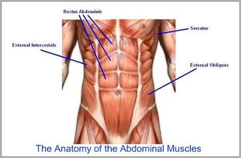 However, the muscle names often reflect something about their action, their shape, or their locations. Muscles - Body systems