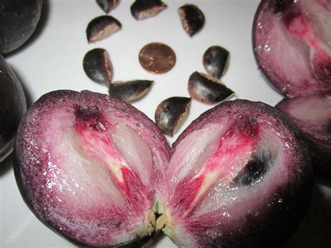 All sweet star fruit trees for sale will vary in size. Star Apple- The selfish, Star-shaped Fruit - Things Guyana