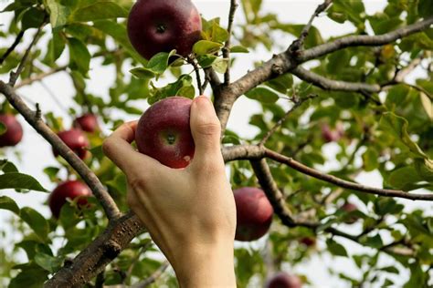 The most common sources of manure are cows, horses, sheep, pigs, goats, and poultry. Best Fruit Trees for Seattle • Insteading