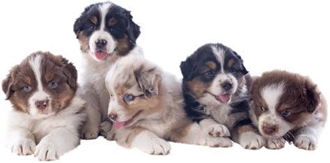 (please see my about minis page for more information). Mini Australian Shepherd Puppies Available in Phoenix ...