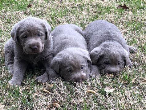 Now taking deposits on puppies. Silver Lab Puppies for Sale by Breeders at Silver and ...