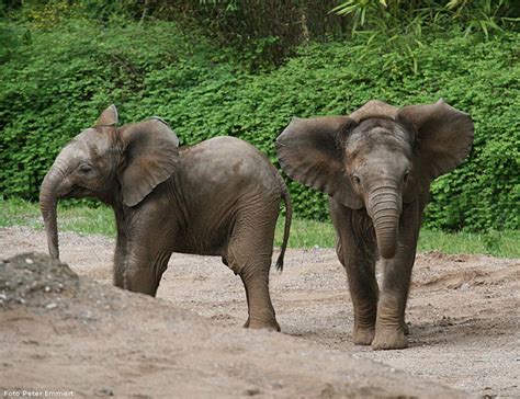 Schwanger sex im garten zu 9 monaten, camshow mit einem ventilator sex im garten mit mutter und sohn nasses pissen sex im garten www.zoo-wuppertal.net - Afrikanischer Elefant ...