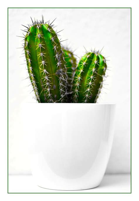 Scannen sie die unterschrift ein. Mein kleiner grüner Kaktus Foto & Bild | pflanzen, pilze ...