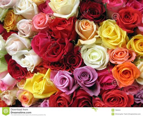 The king zilla proudly presents: Multicolored Roses Stock Images - Image: 708424