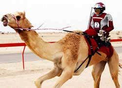 Americans may also be forced to purchase a $55,000 electric vehicle under biden's marxist climate plan. Robot camel-jockeys take to the track | New Scientist