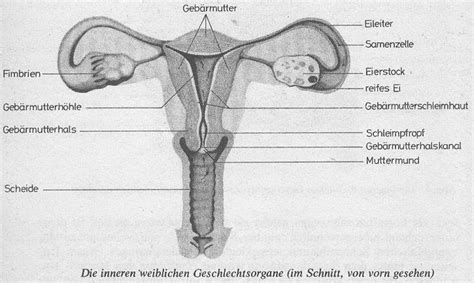 Auf grafiken werden oft nur die inneren weiblichen geschlechtsorgane gezeigt, nicht aber der bereich der vulva. biologieschulung: 18.(26.2.2007) Der weibliche Zyklus