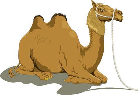 However, camels' humps actually store fatty tissue, not water, which is used as a source of nourishment when food is scarce. 7 Things That Your Science Teachers Probably Lied to You About