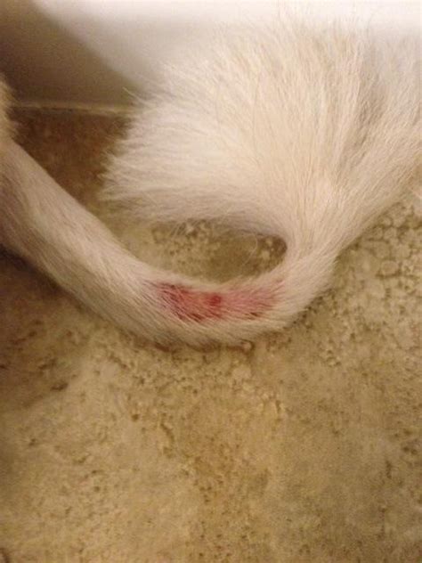 Itching, scratching, biting and licking the. Semi-urgent question regarding my dog's shaved tail