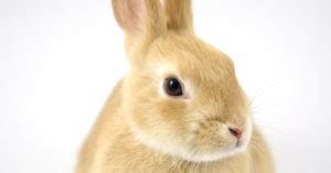 เนเธอร์แลนด์ดวอฟ netherland dwarf ในปี ค.ศ. กระต่าย: สายพันธุ์