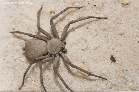 En la zona de la península yucateca, también existe una variedad de la araña violinista, del subgénero loxosceles yucatana, que también representa peligro. SPRAY DE TEMAS POR J.J.: LAS ARAÑAS MAS VENENOSAS DEL MUNDO