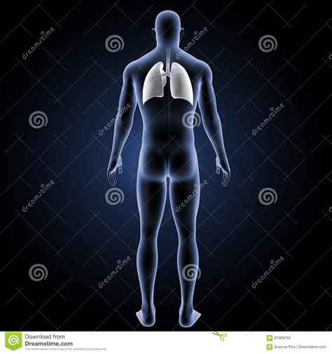 These dirty vaccine sorcery injections are embedded with codes in viruses meant to attack human tissue, your cleansing organs, your brain, and your central nervous system. Human Lungs With Body Posterior View Stock Illustration ...