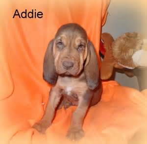 Akc registered bloodhound puppies $400.00. SOLD to Monte and Gwyn in CO: "Addy " Born 8-31-14, Liver ...