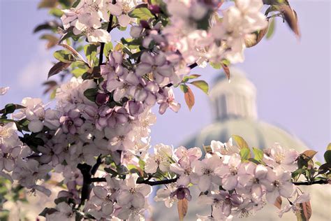 Flowering Trees At The Indiana State Capitol Photograph by ...