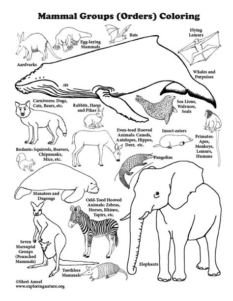 Study animal classification with coloring pages for the animal groups of mammals, reptiles, amphibians, birds, fish, and invertebrates. Coloring Page Archive - Professor St. John's Instructional ...