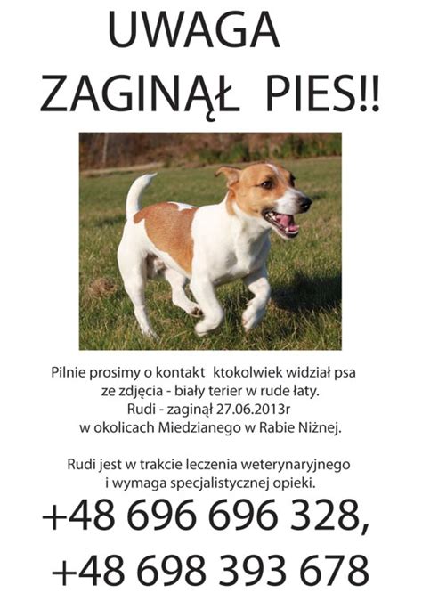 Dzisiaj około godziny 16 zaginął mój pies (imie psa). Zaginął chory piesek | Gorce24.pl - Gorczański Portal ...