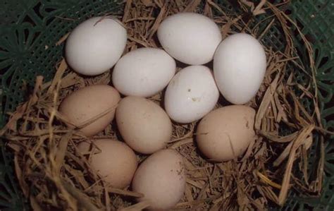 Dan telur tersebut seperti ayam lain setelah itu diblender bersama madu dan jahe. √ 5+ Ciri Khas Warna Telur Ayam Pakhoy Asli & Silangan